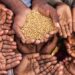 35 Million Nigerians May Suffer Acute Hunger Between June and August — UN